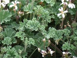 Image result for Pelargonium apetalum