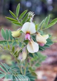 Image result for Tragia rupestris