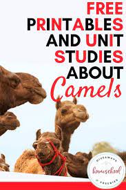 Camel facts, information & worksheets for kids | teaching resources. Free Printables And Unit Studies About Camels Homeschool Giveaways