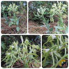 Image result for Bonatea steudneri