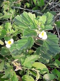 Image result for Pedaliaceae