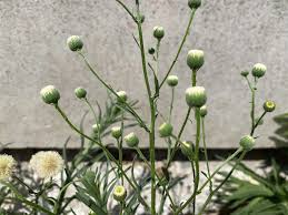 Image result for Erigeron bonariensis