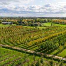 Alibaba.com offers 1,365 nursery fruit trees products. Wide Range Of Trees And Shrubs Ebben Nurseries