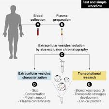 В vermaelen играет с 2019 в виссел кобе (виссел). Simple And Fast Sec Based Protocol To Isolate Human Plasma Derived Extracellular Vesicles For Transcriptional Research Sciencedirect