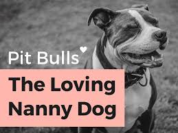 Hours may change under current circumstances Breaking The Pit Bull Stigma A History Of The Nanny Dog Pethelpful