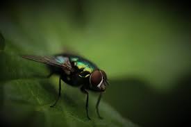 These shiny, metallic colored flies are called blow or bottle flies. How To Get Rid Of Green Flies How I Get Rid Of