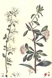 The Hawthorn Tree 1896 By Margaret Ruthven Lang Library Of Congress