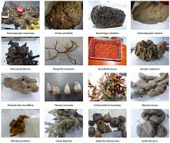 Image result for Pearsonia mesopontica