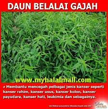Pada tahun 2008, penyakit kanser limpa beliau telah. Daun Belalai Gajah Health Herbs