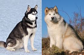 Malamute Vs Husky 7 Differences You Need To Know