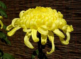 Although these are no longer commonly understood by populations that are increasingly divorced from their old rural traditions, some survive. Chrysanthemum Wikipedia
