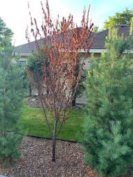 Newer trees have been planted in the first blocks of. Crimson Pointe Plum Tree In Shock 663383 Ask Extension