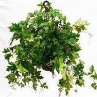 Piante pendenti, piante cadenti o addirittura piante cascanti. 5 Piante Ricadenti Da Appartamento Orto24