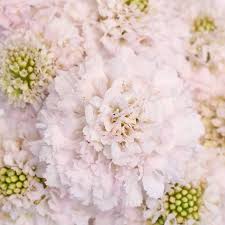Image result for Scabiosa