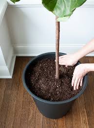 Most average garden soils fall between a ph range of 6.0 to 7.0. How To Repot A Fiddle Leaf Fig Tree Room For Tuesday