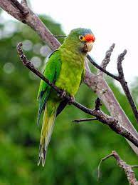 Bellas Aves De El Salvador Eupsittula Canicularis Chocoyito Aratinga Perico De Frente Naranja