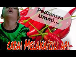 Pokok boleh baja selepas 2 minggu atau lebih selepas tanam. Rahsia Cara Tanam Pokok Cili Cabe Berbuah Lebat How To Plant Chili Trees Youtube