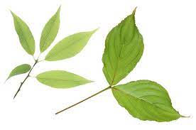 Green Leaves Leaves Green Leaves Plant Leaves