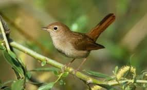 Kebanyakan, burung flamboyan tinggal pada dataran tinggi, seperti pengunungan. Suara Kicau Burung Robin Nightingale Gacor Untuk Masteran Robin Cute766