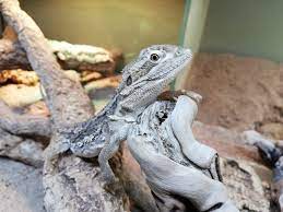 zwergbartagamen stammen aus australien um die warme und intensitat der australischen sonne zu simulieren empfehlen wir die meta terrarium bartagame terrarien
