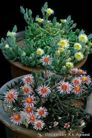 Image result for Macrotyloma tenuiflorum