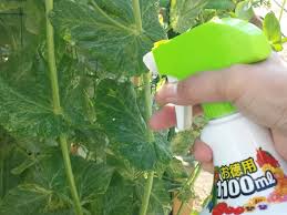 実えんどう収穫 うどんこ病対策付き ニャハハの家庭菜園 ポタジェと水耕栽培