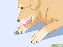 Kopegin Depresyonda Oldugu Nasil Anlasilir Wikihow