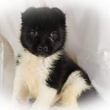 Animal Finder Find Your New Best Friend At Vippuppies Com Puppies Animals Dogs Dog Breeders Near Me Dog Breeder Puppies