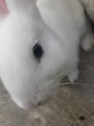 My Pure White New Zealand Bun Has Black Eyes Is This Normal Since All Her Siblings Have Red Rabbi New Zealand Rabbits Cute Baby Animals Rabbit Information
