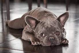 French bulldog puppies for sale £500. What Is The Difference Between 500 And 5 000 Frenchie Frenchie World Shop
