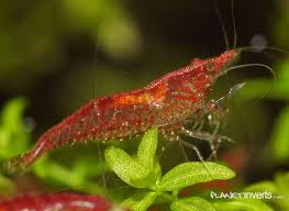 Red Cherry Shrimp Neocaridina Heteropoda Peixes Tropicais Especies De Peixes Camarao