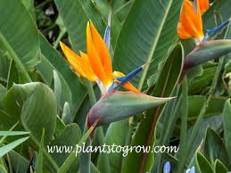 Image result for Strelitziaceae