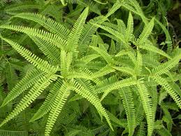 Image result for Gleicheniaceae