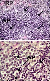 Image result for Dissotis swynnertonii