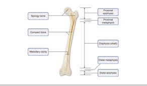 We also discuss what are osteons, what are canaliculi, what are. Anatomy 8 9 Flashcards Quizlet