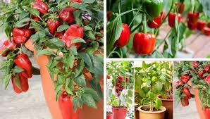 Peppers grow best in warm weather. How To Grow Bell Peppers In A Pot My Desired Home