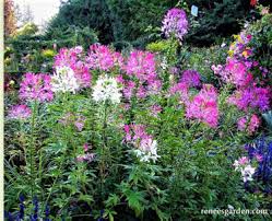 Image result for Cleome bororensis