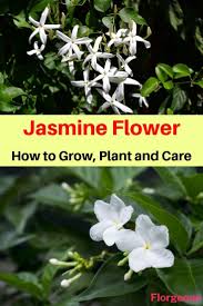 Pin On Flowers And Flowering Plants
