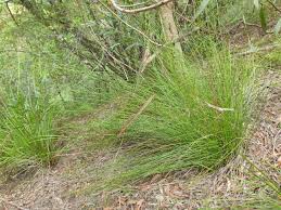 Image result for Schoenus