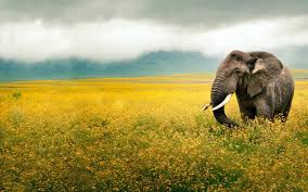 Maybe you would like to learn more about one of these? Best Pc Hd Wallpapers Pixelstalk Net