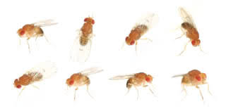 how to trap & get rid of fruit flies