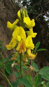 Image result for Crotalaria micans