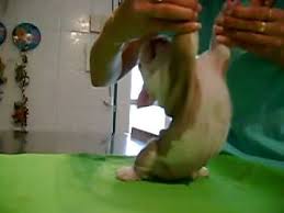 Swimmer Puppy Syndrome In English Bulldogs Puppies Bulldog Swimmer