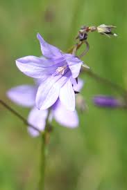 Image result for Wahlenbergia krebsii