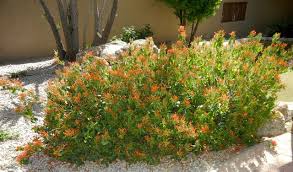 Justicia spicigera ( mohintli ) is a shrub. Great Design Plant Justicia Spicigera Brings In The Hummingbirds