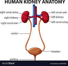 Human Kidney Anatomy Diagram