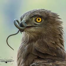 The Best Bird Hub On Instagram P L A N E T B I R D S S P E C I E S Wildlife Photography Birds Of Prey Animals