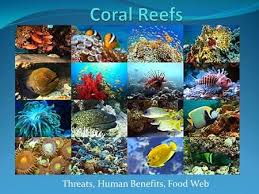 Threats Human Benefits Food Web What Are Corals Plants Or Animals Plants Make Their Own Food Animals Depend On Outside Coral Reef Pictures Coral Reef Reef