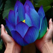 10pcs Flower Seeds Blue Lotus Seeds Aquatic Plants Water Lily Plants Midnight Blue Lotus Gardening From Home And Garden On Banggood Com Lotus Flower Seeds Blue Lotus Flower Lily Plants