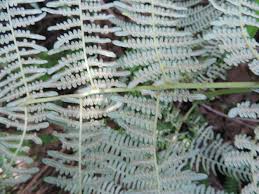 Image result for Pteridium